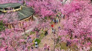 CHINA-YUNNAN-KUNMING-FLOR DE CEREZO