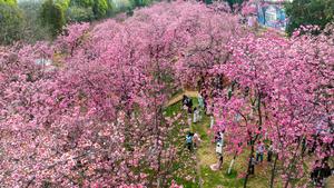 CHINA-YUNNAN-KUNMING-FLOR DE CEREZO