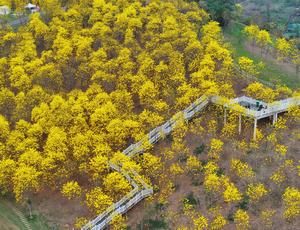 CHINA-GUANGXI-NANNING-TABEBUIA CHRYSANTHA-FLOR