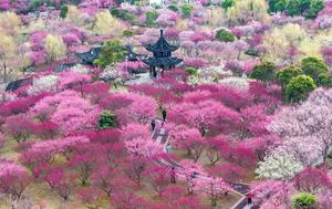CHINA-PRIMAVERA-FLORES