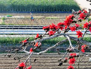 CHINA-PRIMAVERA-FLORES