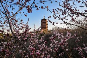 CHINA-PRIMAVERA-FLORES
