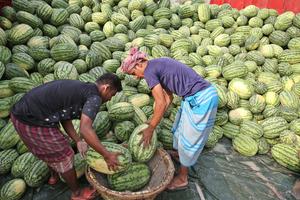 BANGLADESH-DHAKA-SANDIA-COSECHA