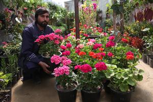 AFGANISTAN-KABUL-FLORES