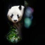 JAPON-TOKIO-PANDAS GIGANTES-PROGRAMADOS PARA REGRESAR A CHINA