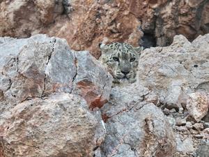 CHINA-XIZANG-NGARI-LEOPARDO DE LAS NIEVES