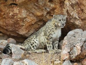 CHINA-XIZANG-NGARI-LEOPARDO DE LAS NIEVES