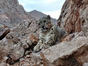CHINA-XIZANG-NGARI-LEOPARDO DE LAS NIEVES