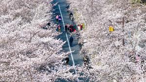 CHINA-PRIMAVERA-PAISAJE