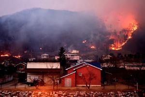 REPUBLICA DE COREA-INCENDIOS FORESTALES