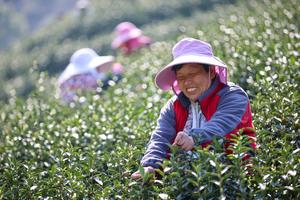CHINA-ZHEJIANG-PRIMAVERA-TE-COSECHA