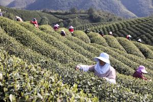 CHINA-ZHEJIANG-PRIMAVERA-TE-COSECHA