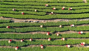 CHINA-ZHEJIANG-PRIMAVERA-TE-COSECHA