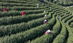 CHINA-ZHEJIANG-PRIMAVERA-TE-COSECHA