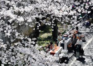 CHINA-ZHEJIANG-PRIMAVERA-FLORES-ESTILO DE VIDA