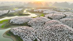 CHINA-GUIZHOU-CEREZOS EN FLOR