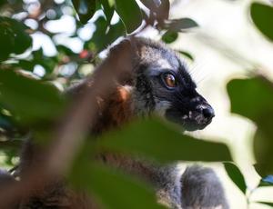 MADAGASCAR-PARQUE NACIONAL ANDASIBE-MANTADIA-LEMURES