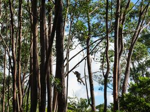 MADAGASCAR-PARQUE NACIONAL ANDASIBE-MANTADIA-LEMURES