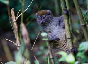 MADAGASCAR-PARQUE NACIONAL ANDASIBE-MANTADIA-LEMURES