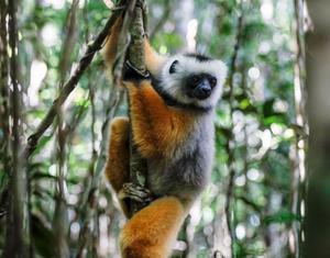 MADAGASCAR-PARQUE NACIONAL ANDASIBE-MANTADIA-LEMURES