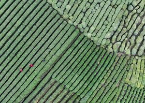 CHINA-ZHEJIANG-TE DE PRIMAVERA-COSECHA