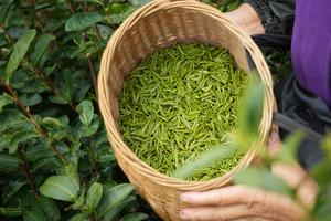 CHINA-ZHEJIANG-TE DE PRIMAVERA-COSECHA