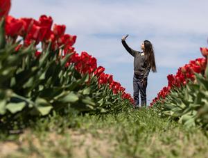 CANADA-NIAGARA-ON-THE-LAKE-GRANJA DE RECOLECCION DE TULIPANES