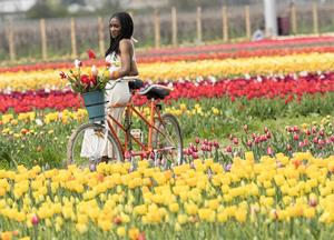 CANADA-NIAGARA-ON-THE-LAKE-GRANJA DE RECOLECCION DE TULIPANES