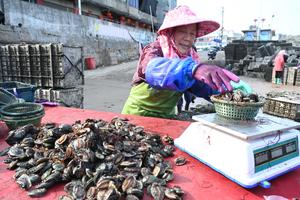 CHINA-FUJIAN-LIANJIANG-REPRODUCCION DE ABULON