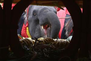 TAILANDIA-PATTAYA-DIA NACIONAL DEL ELEFANTE