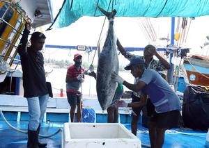 SRI LANKA-NEGOMBO-PESCADORES-VIDA COTIDIANA