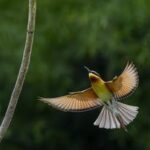 La belleza de la naturaleza migrante