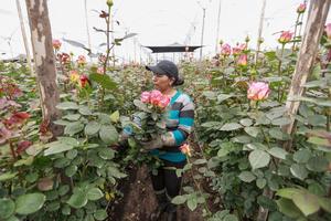 ECUADOR-TABACUNDO-ROSAS