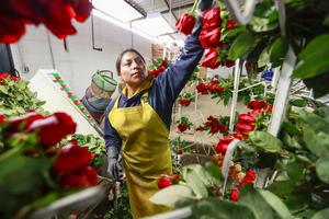 ECUADOR-TABACUNDO-ROSAS