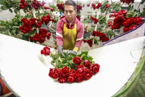 ECUADOR-TABACUNDO-ROSAS