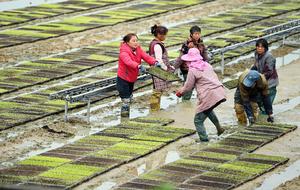 CHINA-PRIMAVERA-AGRICULTURA
