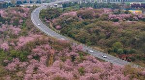 CHINA-GUIZHOU-QINGZHEN-PRIMAVERA-FLORES