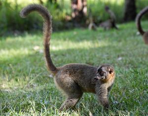 MADAGASCAR-PARQUE NACIONAL ANDASIBE-MANTADIA-LEMURES