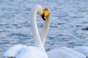 CHINA-LIAONING-CHAOYANG-CISNES