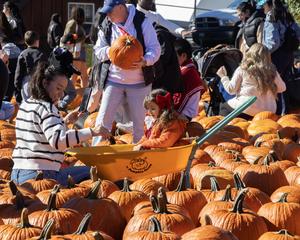 canada-caledon-calabazas-preparacion-para-hallowee-101002026101975000013