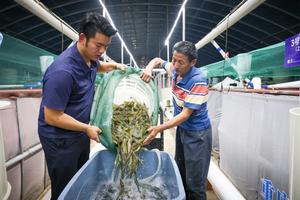 china-chongqing-cultivo-de-camarones-desarrollo-101002026101475000305