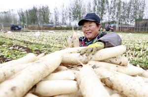 china-hebei-tangshan-agricultura-especializada-101002026102775000200