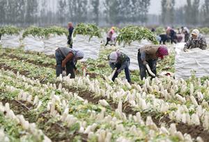 china-hebei-tangshan-agricultura-especializada-101002026102775000207