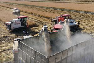china-hebei-tangshan-cosecha-101002026102975000186