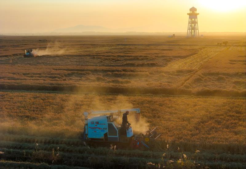 china-heilongjiang-cultivos-cosecha-101002026101375000163