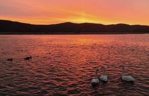 china-heilongjiang-rio-ganhe-cisnes-101002026102075000314