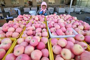 china-ningxia-zhongwei-manzanas-cosecha-101002026101975000182