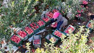 china-ningxia-zhongwei-manzanas-cosecha-101002026101975000183
