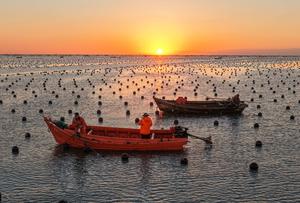 china-shandong-rongcheng-plantulas-de-algas-cultiv-101002026102075000086
