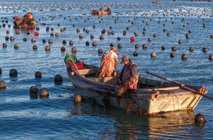 china-shandong-rongcheng-plantulas-de-algas-cultiv-101002026102075000087